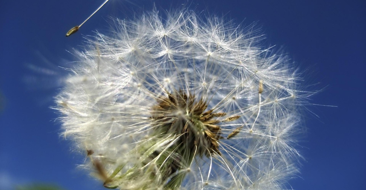 Dandelion seeds